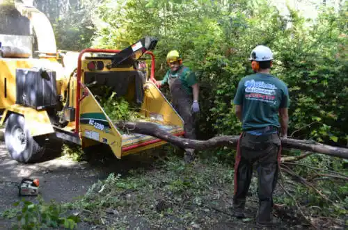 tree services Broad Brook